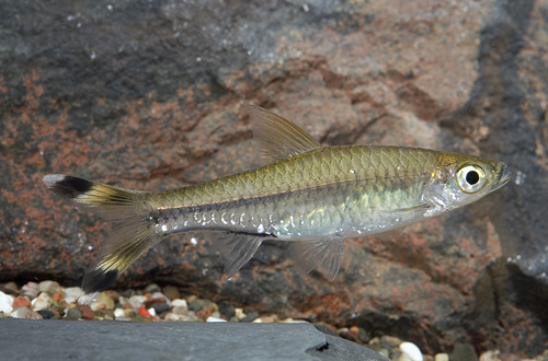 picture of Scissortail Rasbora Reg                                                                              Rasbora trilineata