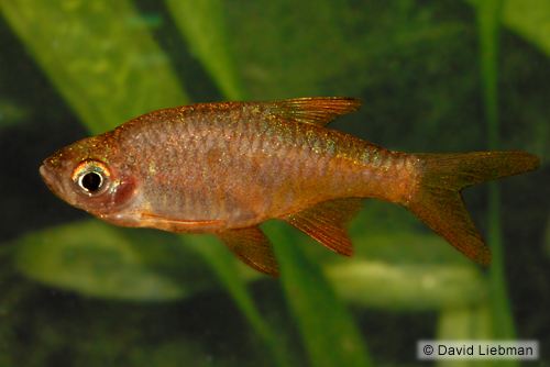 picture of Fire Rasbora Lrg                                                                                     Rasbora vaterifloris