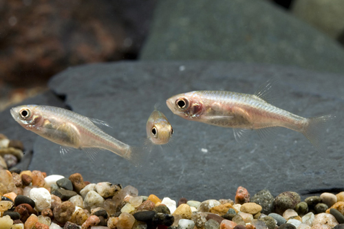 picture of Green Axelrodi Rasbora Reg                                                                           Sundadanio axelrodi 'Green'