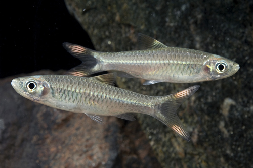 picture of Red Scissortail Rasbora Reg                                                                          Rasbora caudimaculata