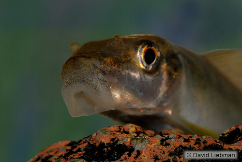 picture of Chinese Algae Eater Reg                                                                              Gyrinocheilus aymonieri