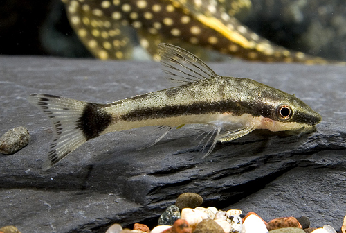 picture of Otocinclus Sml                                                                                       Otocinclus affinis