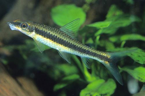 picture of Siamese Algae Eater Sml                                                                              Crossocheilus oblongus