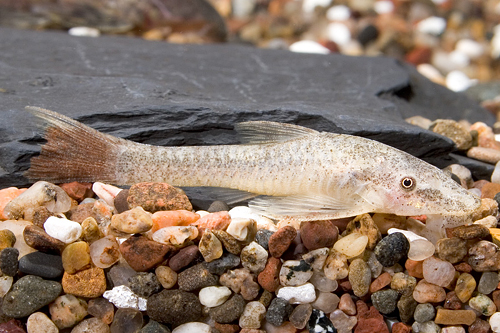 picture of Redfin Otocinclus Reg                                                                                Parotocinclus maculiccauda