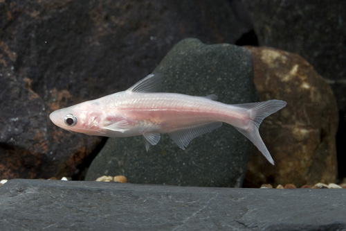 picture of Albino Iridescent Shark Sml                                                                          Pangasianodon hypophthalmus 'Albino'