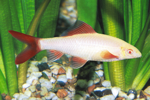 picture of Albino Rainbow Shark Reg                                                                             Epalzeorhynchus frenatus 'Albino'