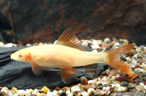 picture of Albino Rainbow Shark M/L                                                                             Epalzeorhynchus frenatus 'Albino'