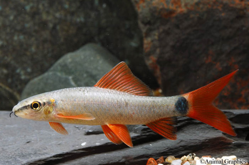 picture of Albino Rainbow Shark Xlg                                                                             Epalzeorhynchus frenatus 'Albino'