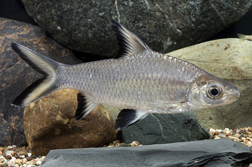 picture of Bala Shark M/L                                                                                       Balantiocheilus melanopterus