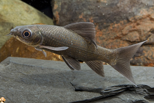 picture of Black Shark Sml                                                                                      Labeo chrysophekadion