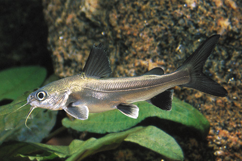 picture of Blackfin Shark SA M/L                                                                                Arius seemani