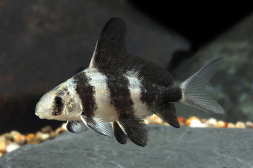 picture of Chinese Highfin Shark Med                                                                            Myxocyprinus asiaticus