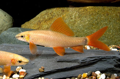 picture of Golden Rainbow Shark Med                                                                             Epalzeorhynchus frenatus