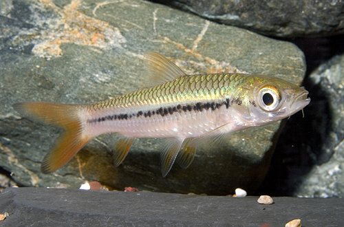 picture of Golden Shark Med                                                                                     Leptobarbus hoevenii