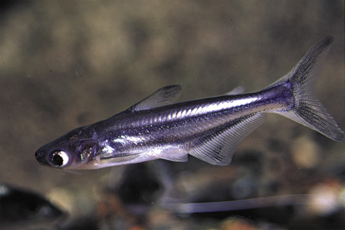 picture of Iridescent Shark M/S                                                                                 Pangasianodon hypophthalmus