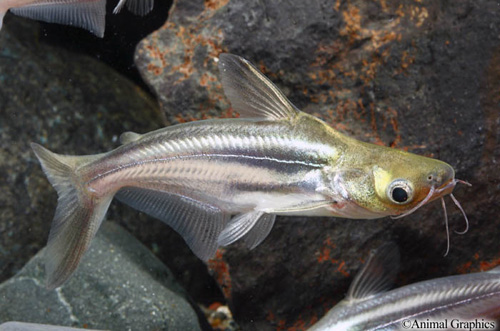 picture of Iridescent Shark M/L                                                                                 Pangasianodon hypophthalmus