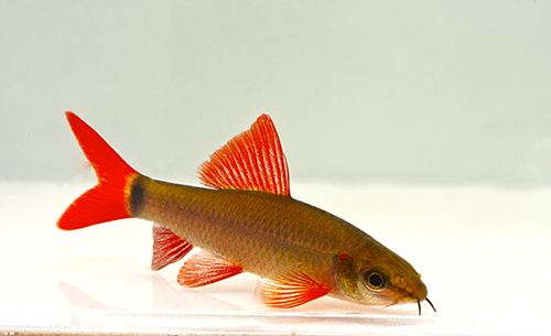 picture of Rainbow Shark Med                                                                                    Epalzeorhynchus frenatus