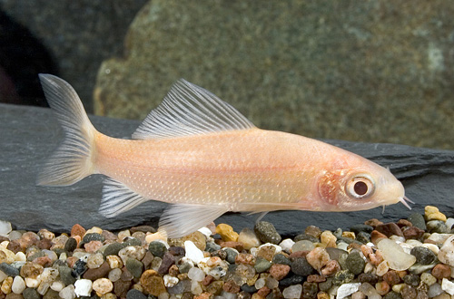 picture of Albino Black Shark Lrg                                                                               Labeo chrysophekgdion 'Albino'