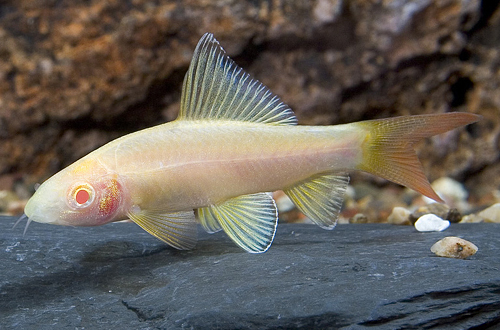 picture of Albino Redtail Shark Sml                                                                             Epalzeorhynchus bicolor 'Albino'