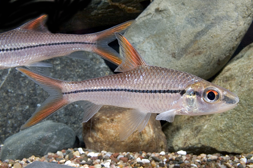 picture of Redtail Bala Shark Reg                                                                               Balantiocheilus melanopterus