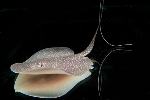 picture of Antenna Stingray Med                                                                                 Plesiotrygon iwamae 