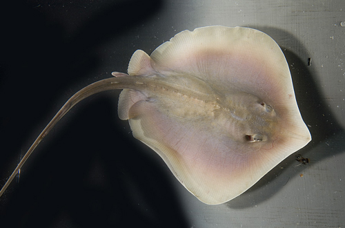 picture of Atlantic Stingray Reg                                                                                Dasyatis sabina