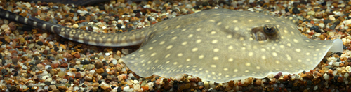 picture of Turtle Stingray Med                                                                                  Potamotrygon cf. castexi
