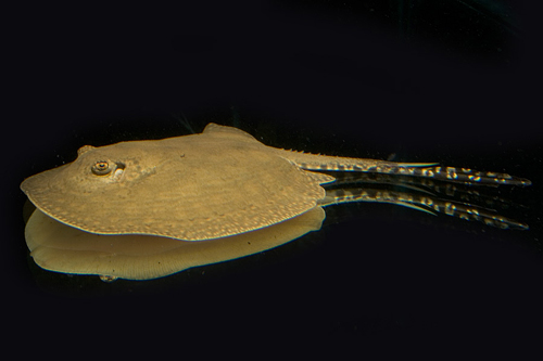 picture of Colombian Hystrix Stingray Sml                                                                       Potamotrygon hystrix