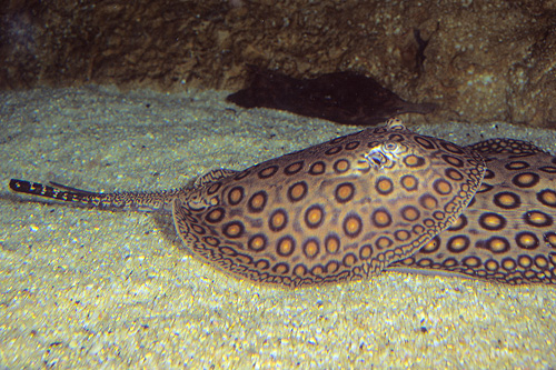 picture of Motoro Stingray Lrg                                                                                  Potamotrygon motoro