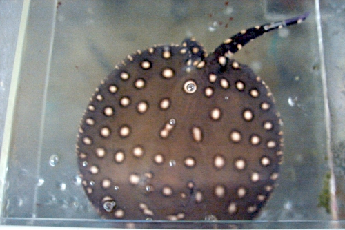 picture of Henlei P12 Stingray Med                                                                              Potamotrygon henlei