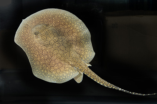 picture of Motoro Hybrid Stingray Med                                                                           Potamotrygon motoro