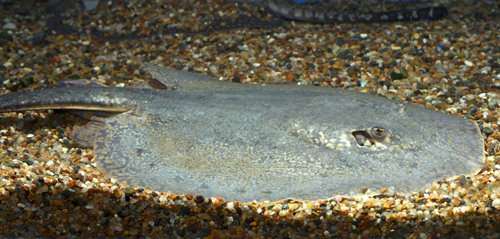 picture of Red Caquetaia Stingray Med                                                                           Potamotrygon caqueta