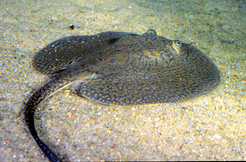 picture of Teacup Reticulated Stingray SA Reg                                                                   Potamotrygon reticulata