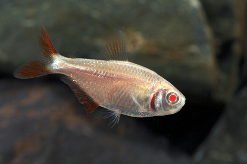 picture of Albino Buenos Aires Tetra Reg                                                                        Hemigrammus caudovittatus 'Albino'