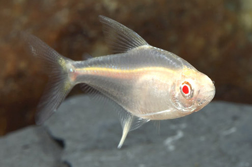 picture of Albino Lemon Tetra Reg                                                                               Hyphessobrycon pulchripinnis 'Albino'