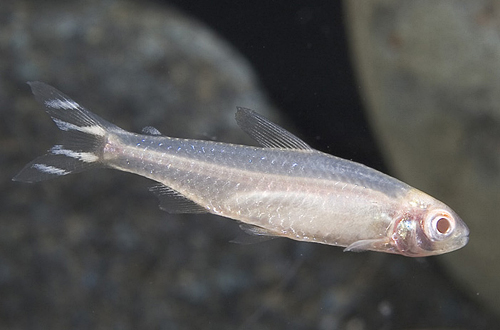 picture of Albino Rummynose Tetra Sml                                                                           Hemigrammus rhodostomus 'Albino'