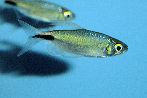 picture of Alestes Tetra Lrg                                                                                    Brycinus longipinnis