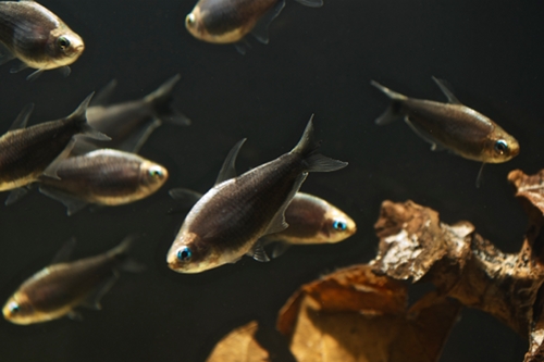 picture of Black Emperor Tetra Sml                                                                              Nematobrycon amphiloxus