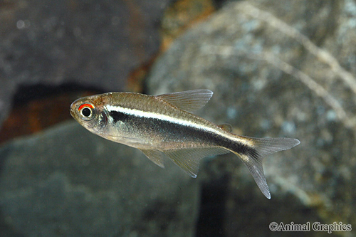 picture of Black Neon Tetra Med                                                                                 Hyphessobrycon herbertaxelrodi