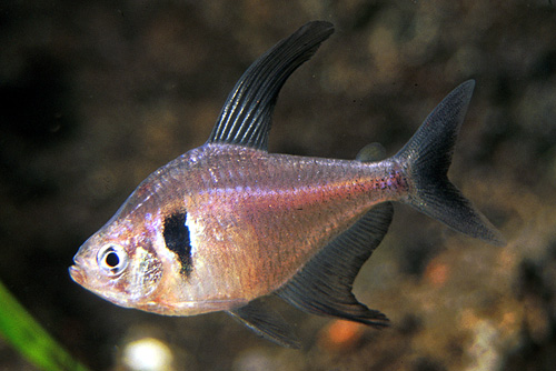 picture of Black Phantom Tetra Lrg                                                                              Hyphessobrycon megalopterus