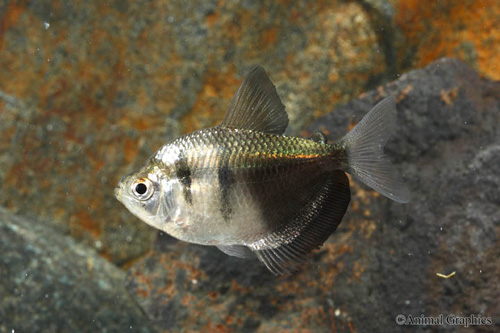 picture of Black Skirt Tetra Reg                                                                                Gymnocorymbus ternetzi