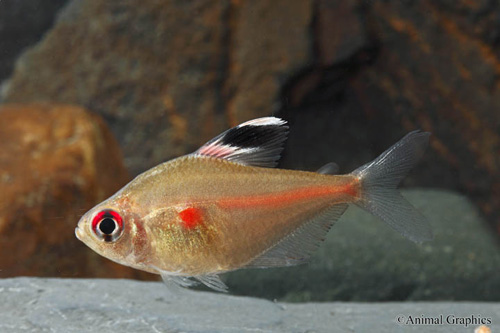 picture of Bleeding Heart Tetra Reg                                                                             Hyphessobrycon erythrostigma