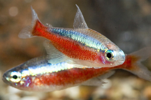 picture of Cardinal Tetra Reg                                                                                   Paracheirodon axelrodi