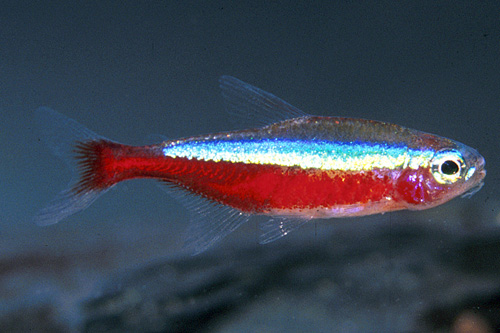 picture of Cardinal Tetra Lrg                                                                                   Paracheirodon axelrodi