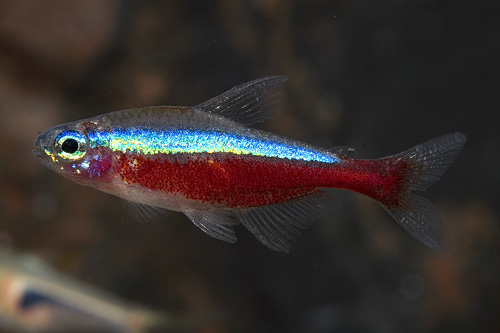 picture of Cardinal Tetra Florida Med                                                                           Paracheirodon axelrodi