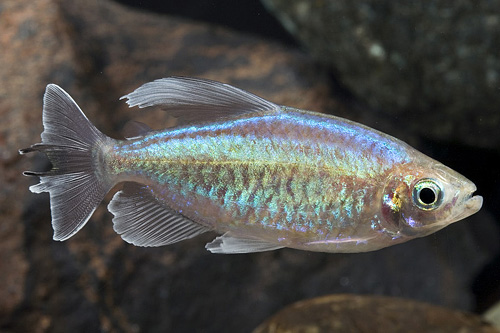 picture of Congo Tetra Lrg                                                                                      Phenacogrammus interruptus