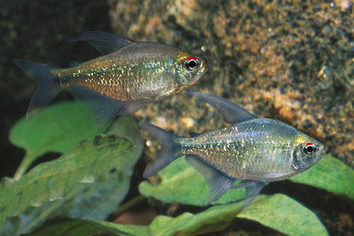 picture of Diamond Tetra Reg                                                                                    Moenkhausia pittieri