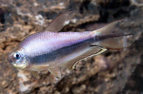 picture of Emperor Tetra Sml                                                                                    Nematobrycon palmeri