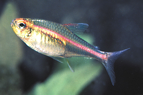 picture of Glolite Tetra Lrg                                                                                    Hemigrammus erythrozonus