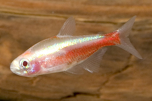 picture of Gold Cardinal Tetra Reg                                                                              Paracheirodon axelrodi 'Gold'